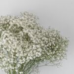 Baby's Breath (Gypsophila)