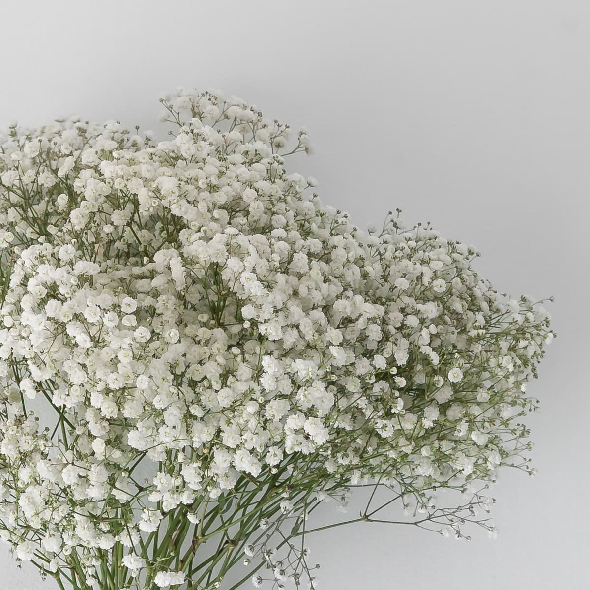 Bulk baby’s breath gypsophila white flowers close up delicate blooms