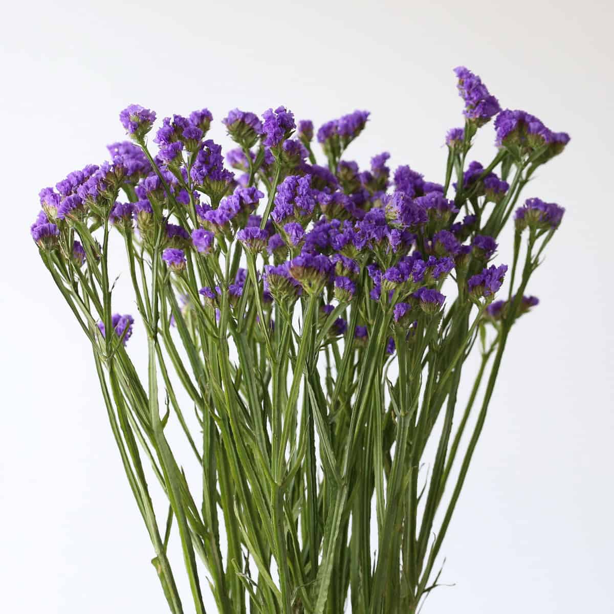 Blue statice bunch bulk flowers for wedding bouquets and centerpieces