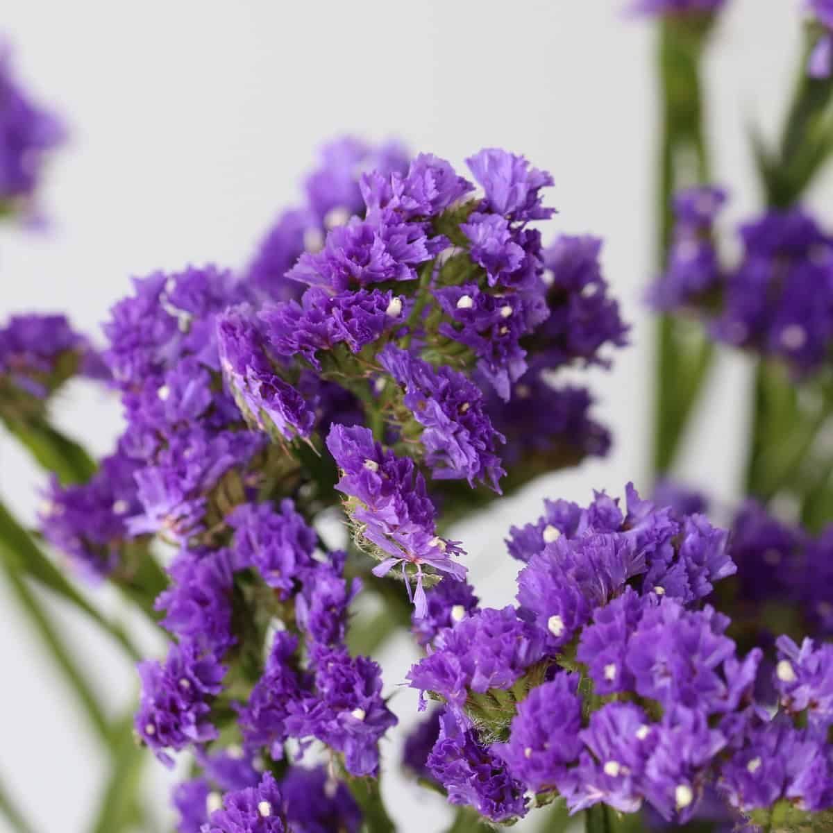 Blue statice close up limonium flowers texture bulk flowers