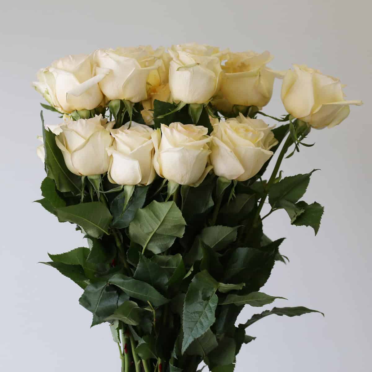 Candlelight Roses – 60 cm