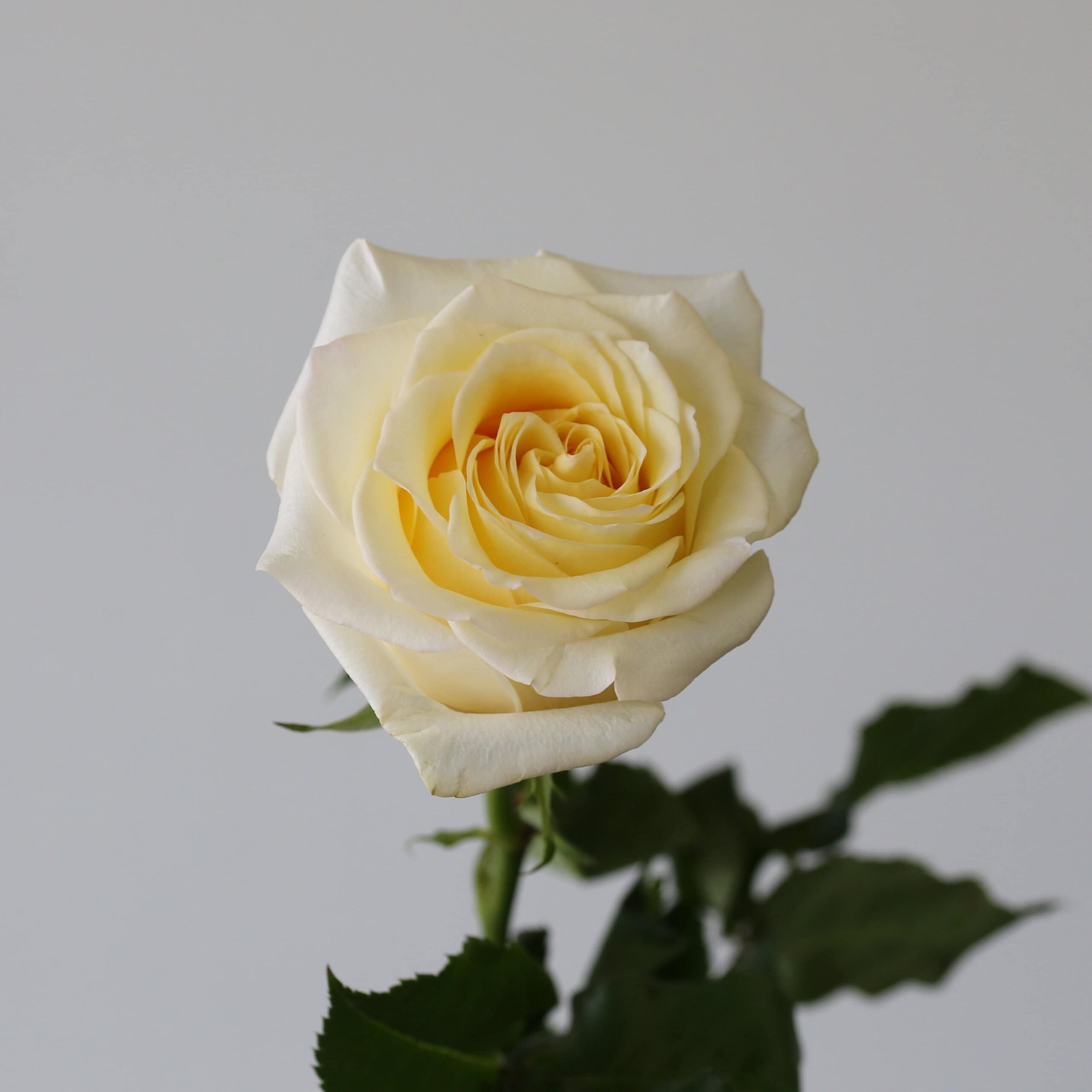 Candlelight Roses – 60 cm