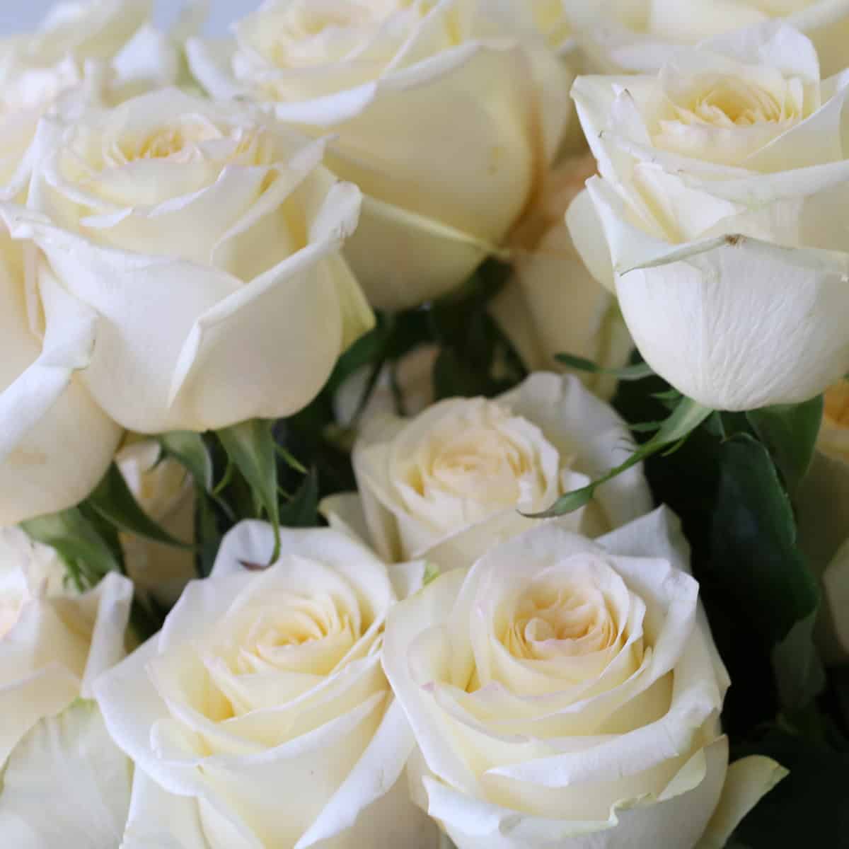 Candlelight Roses – 60 cm