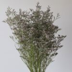 Caspia Limonium Misty Blue