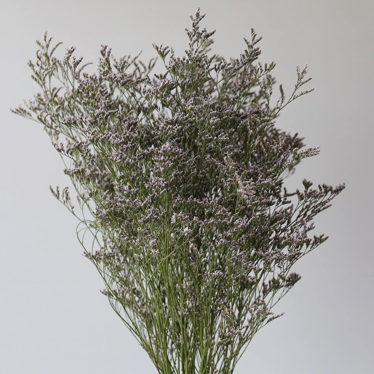 caspia limonium misty blue en vrac botte fleurs de remplissage bleu