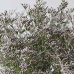 Caspia Limonium Misty Blue
