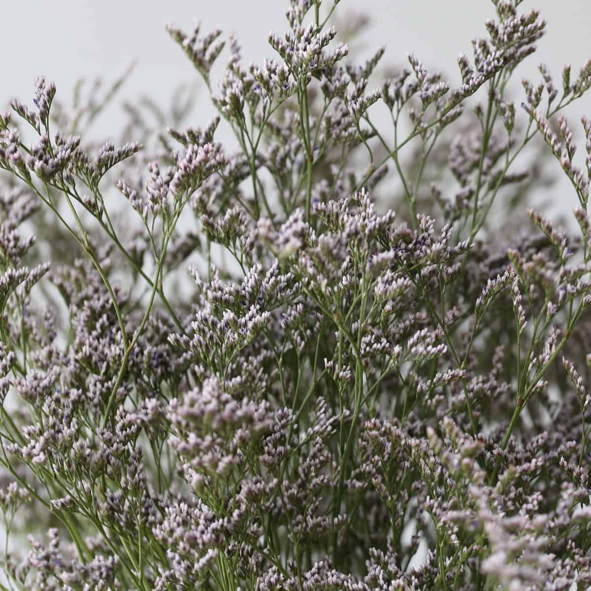 Caspia Limonium Misty Blue