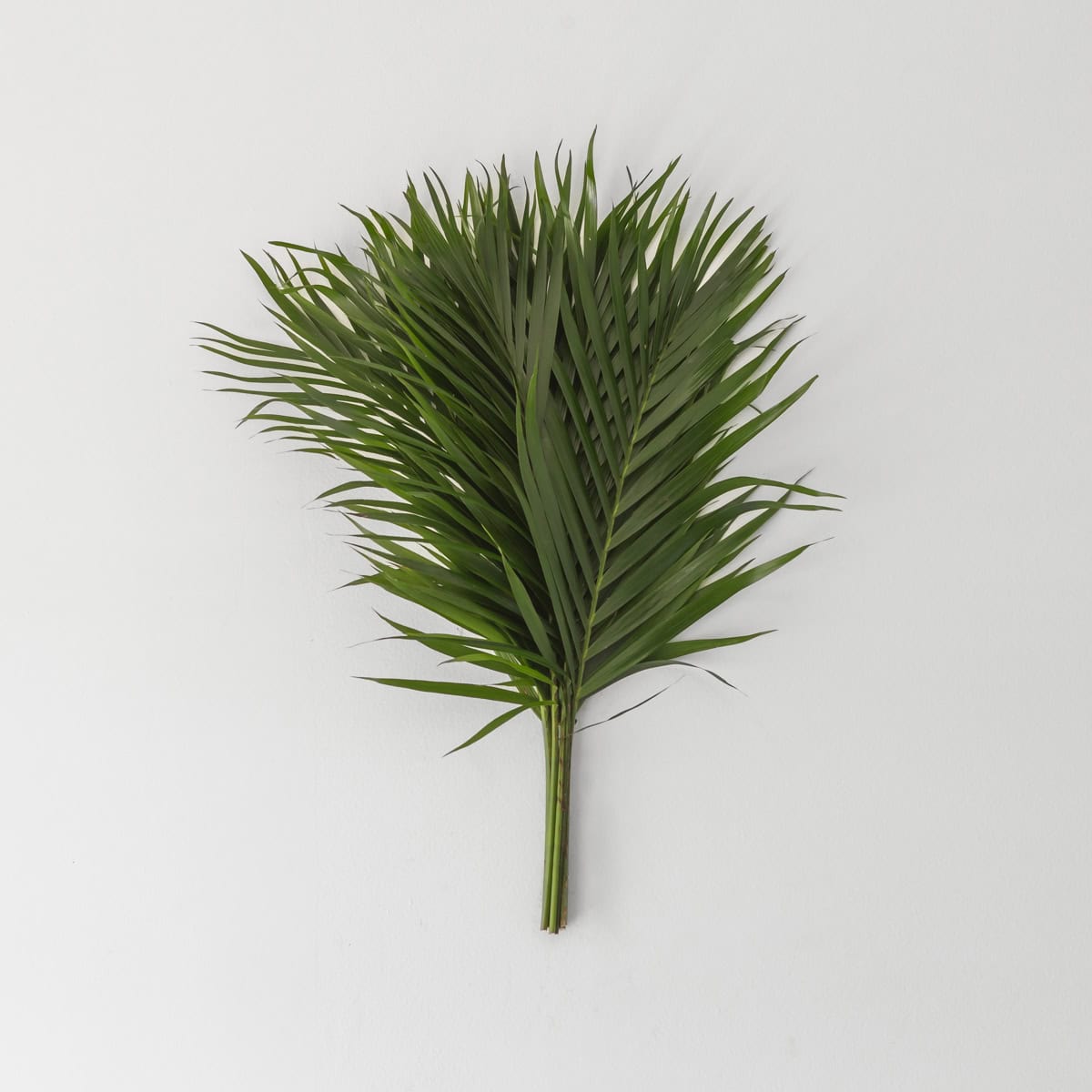 bunch of fresh cataractarum palm greenery isolated on white background