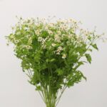 Chamomile – Tanacetum (Matricaria)