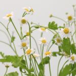 Chamomile – Tanacetum (Matricaria)