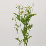 Chamomile – Tanacetum (Matricaria)