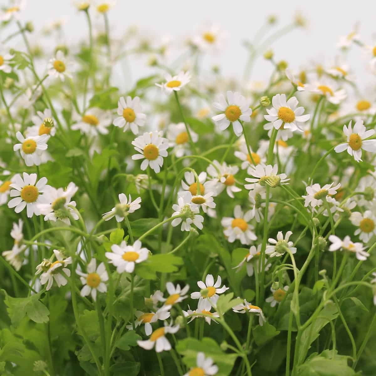 Dense chamomile flowers creating a soft field-like texture