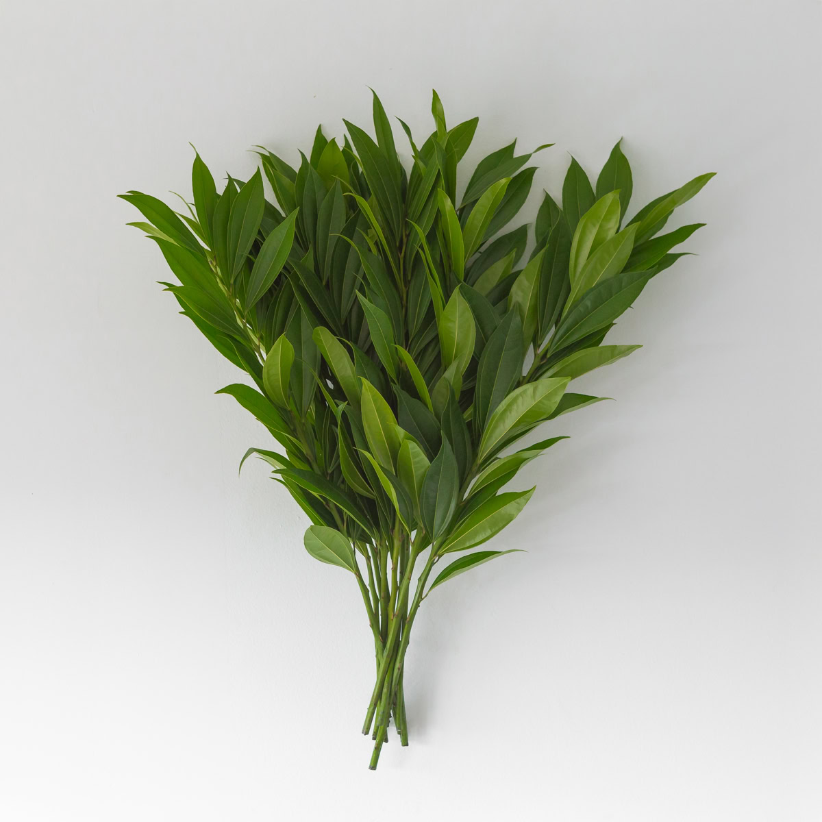 cocculus greens bulk bunch laurel leaf greenery
