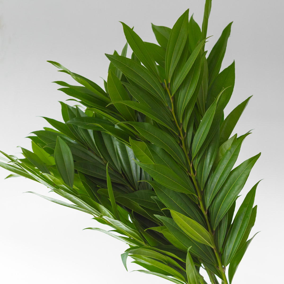 close up cocculus leaves green glossy texture