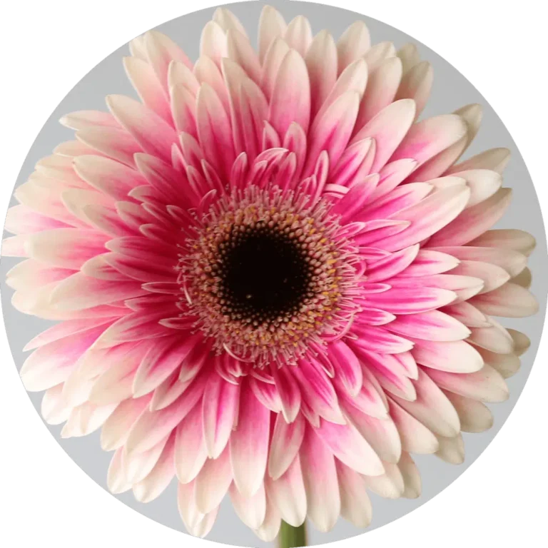 featured-image-1775394128