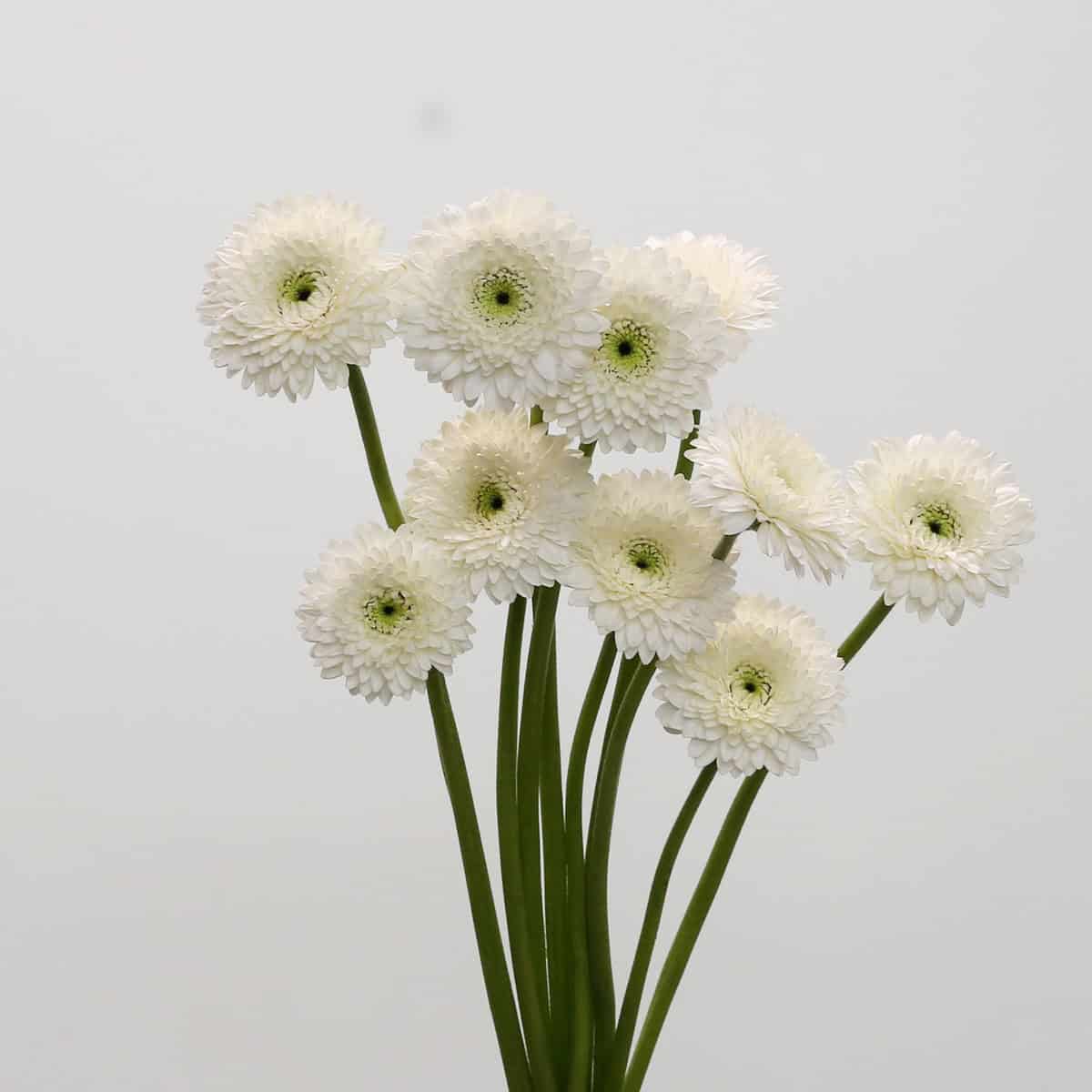 Gerpom Amando White