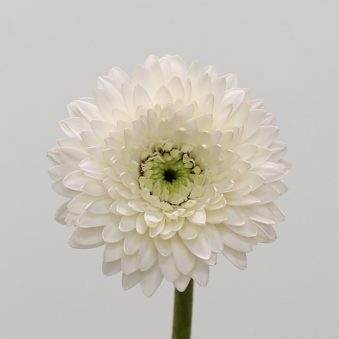 Gerpom Amando White