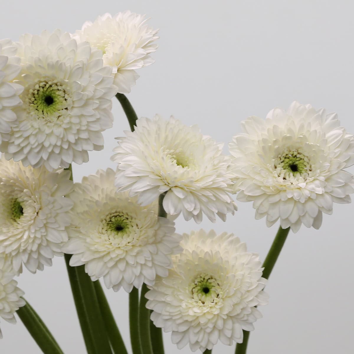 Gerpom Amando White
