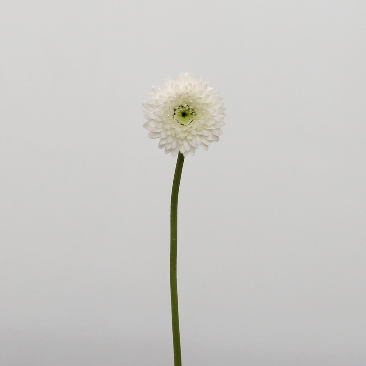 Gerpom Amando White