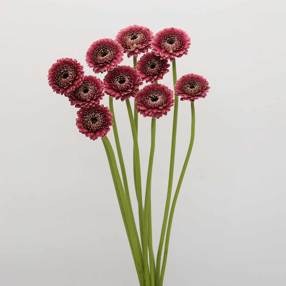 Gerpom Chique Dark Pink
