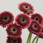 Gerpom Chique Dark Pink
