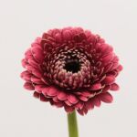Gerpom Chique Dark Pink