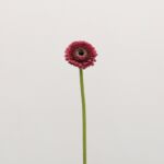 Gerpom Chique Dark Pink