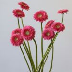 Gerpom Cupid Rose