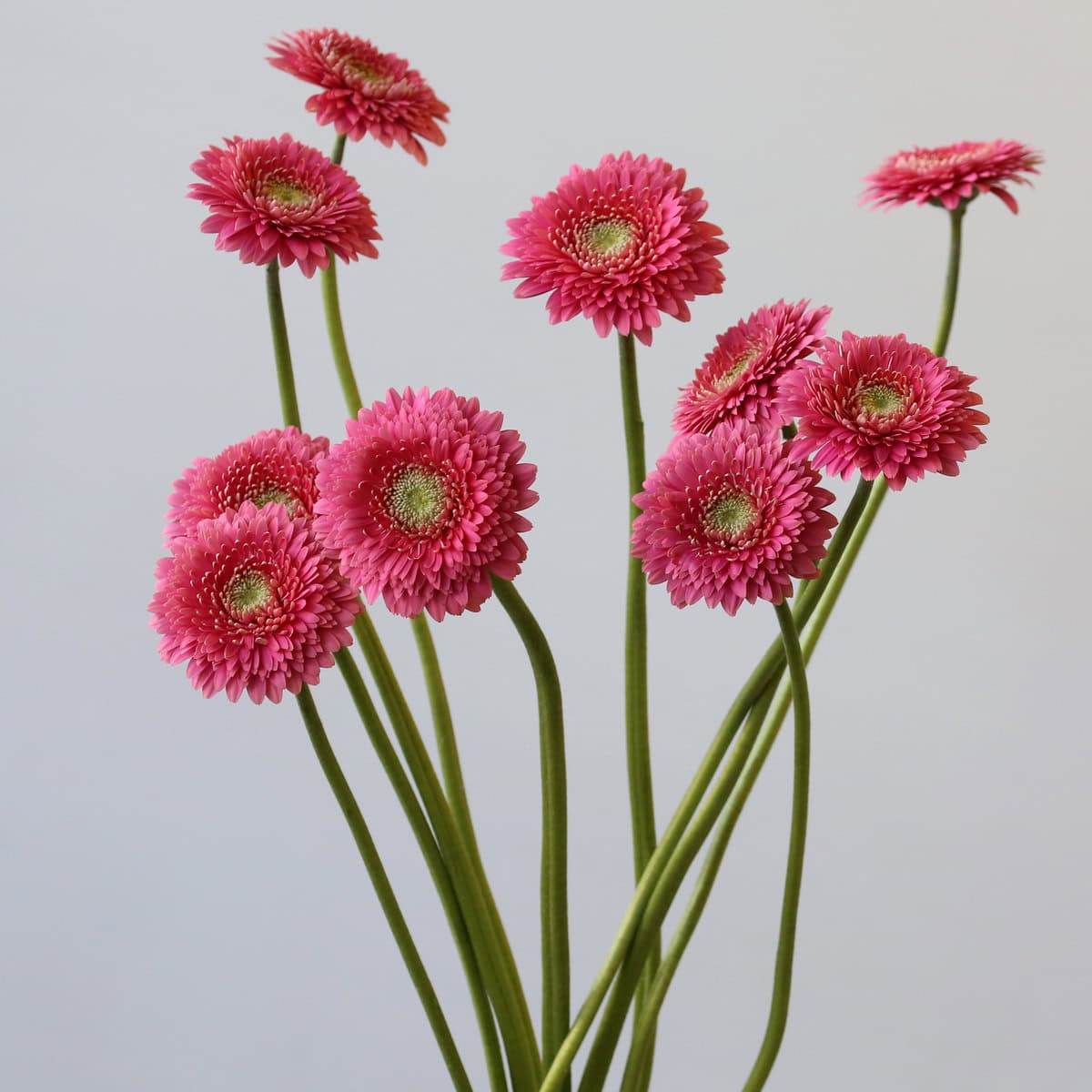 Gerpom Cupid pink bunch bulk flowers
