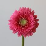 Gerpom Cupid Rose