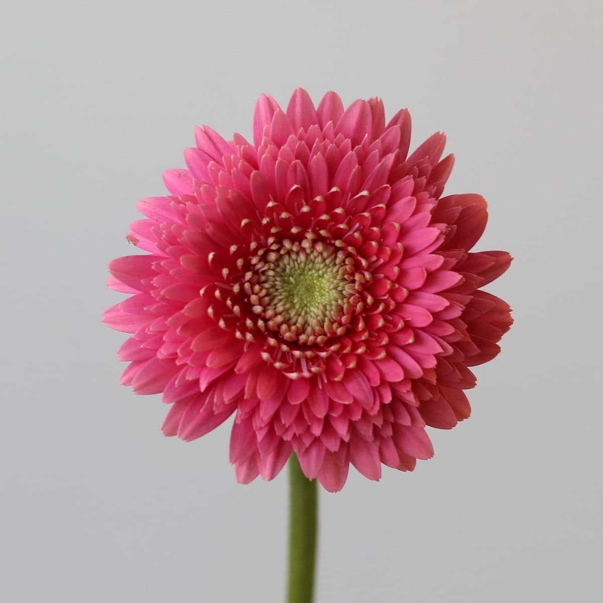 Gerpom Cupid pink flower close up detail