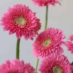Gerpom Cupid Rose