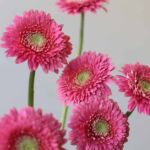 Gerpom Cupid Rose