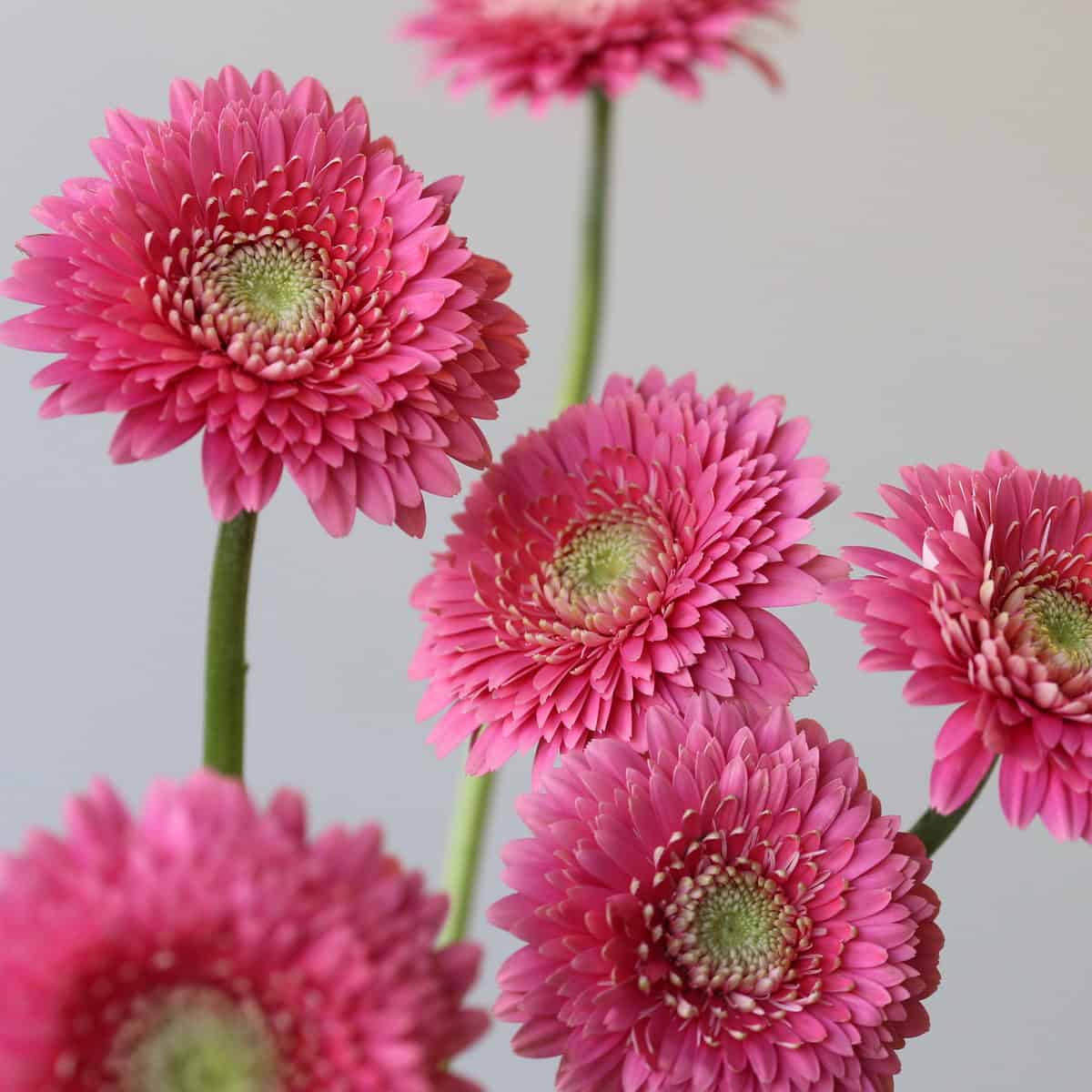 Gerpom Cupid Rose