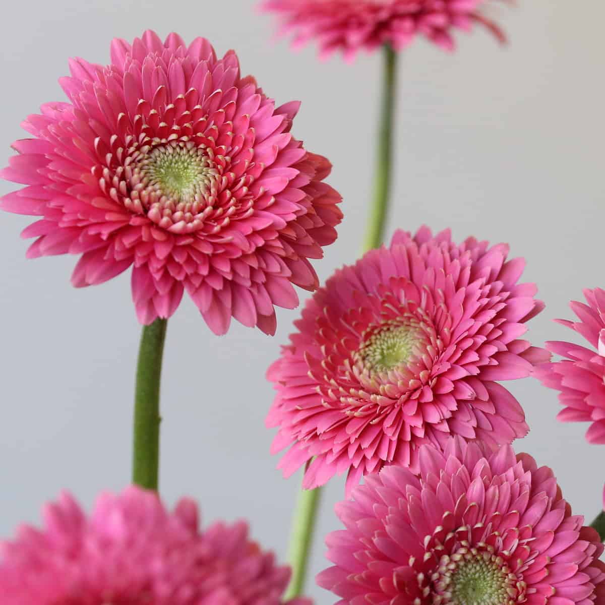 Gerpom Cupid Rose