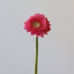 Gerpom Cupid Rose