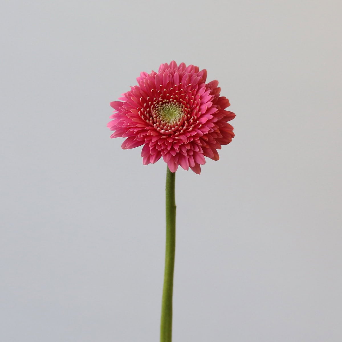Gerpom Cupid Rose