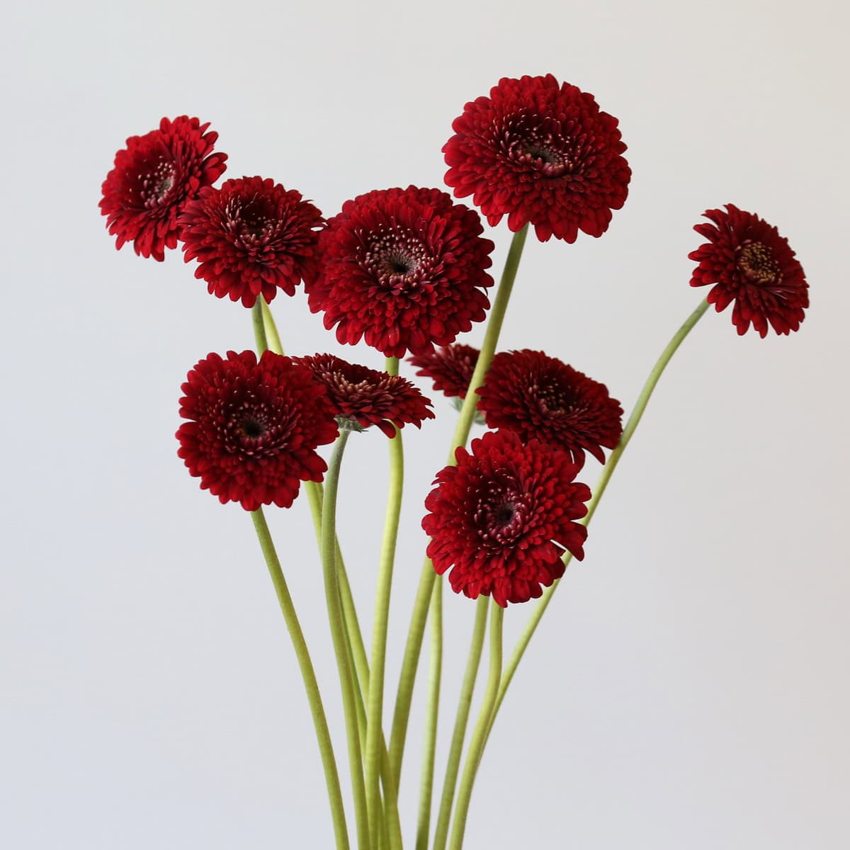 Gerpom Floyd Red