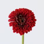 Gerpom Floyd rouge