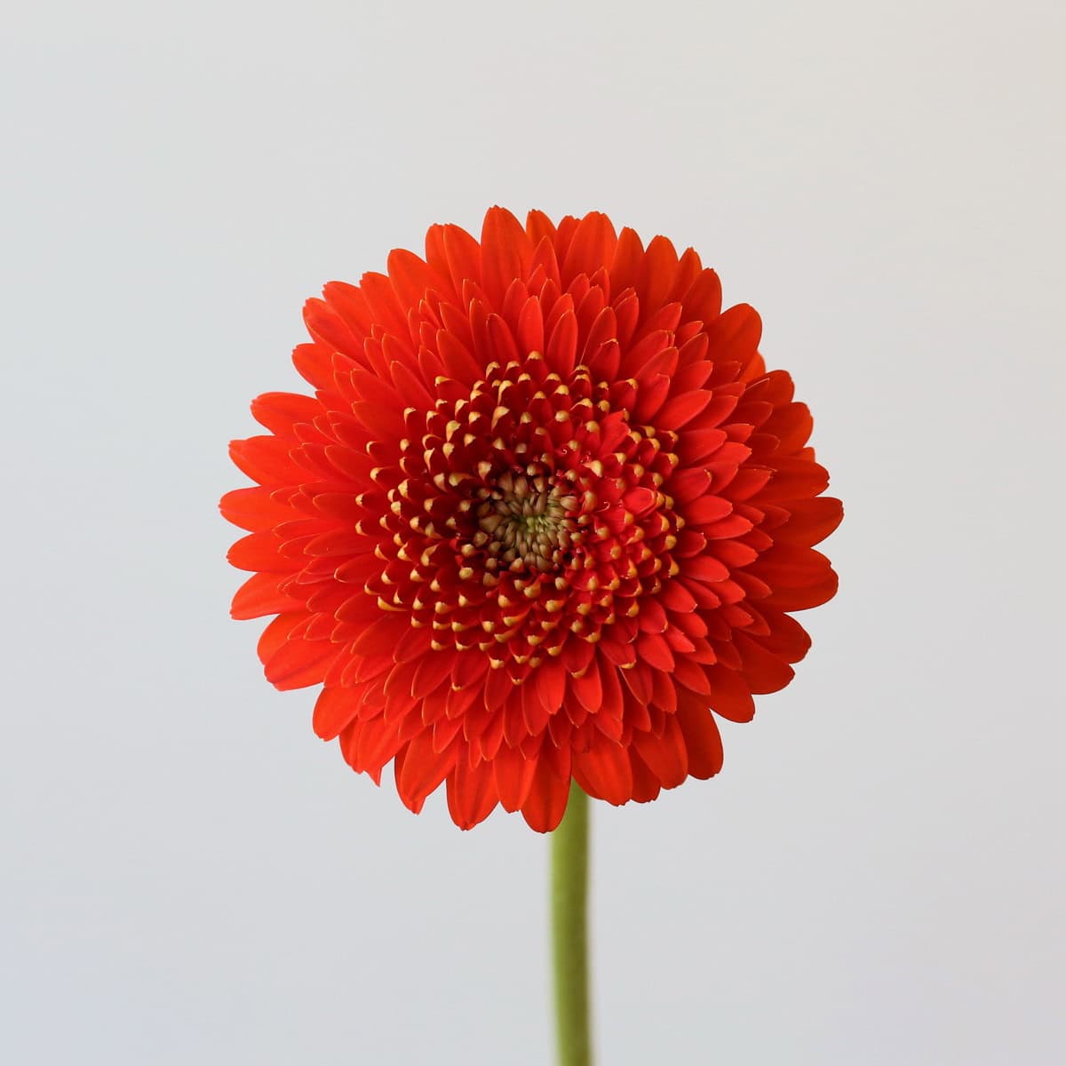 Gerpom Fozzie Orange