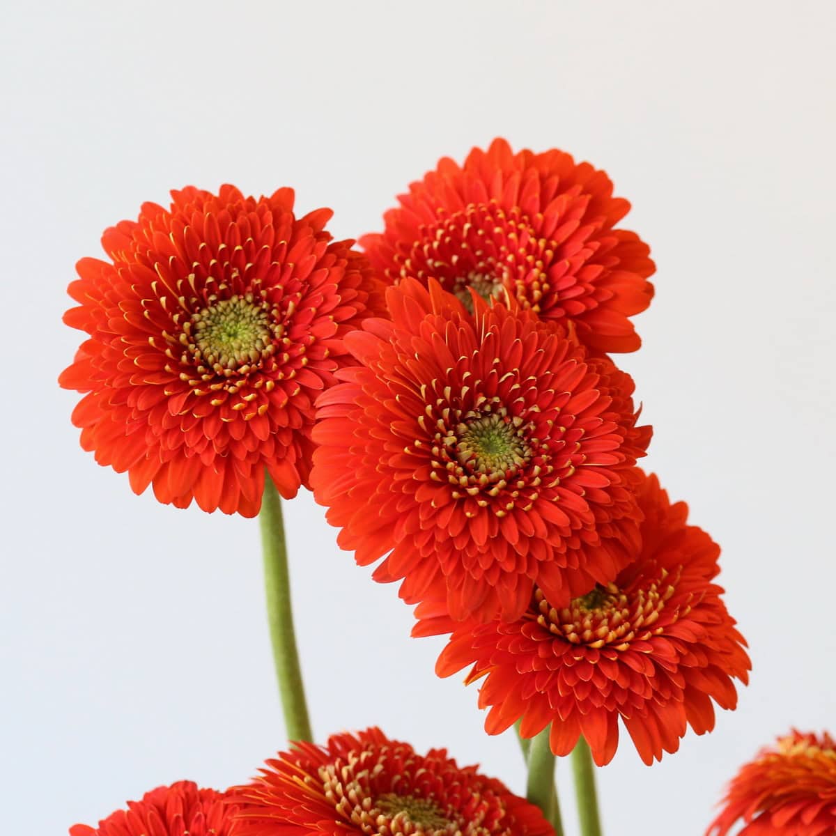 Gerpom Fozzie Orange
