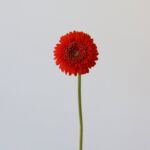Gerpom Fozzie Orange