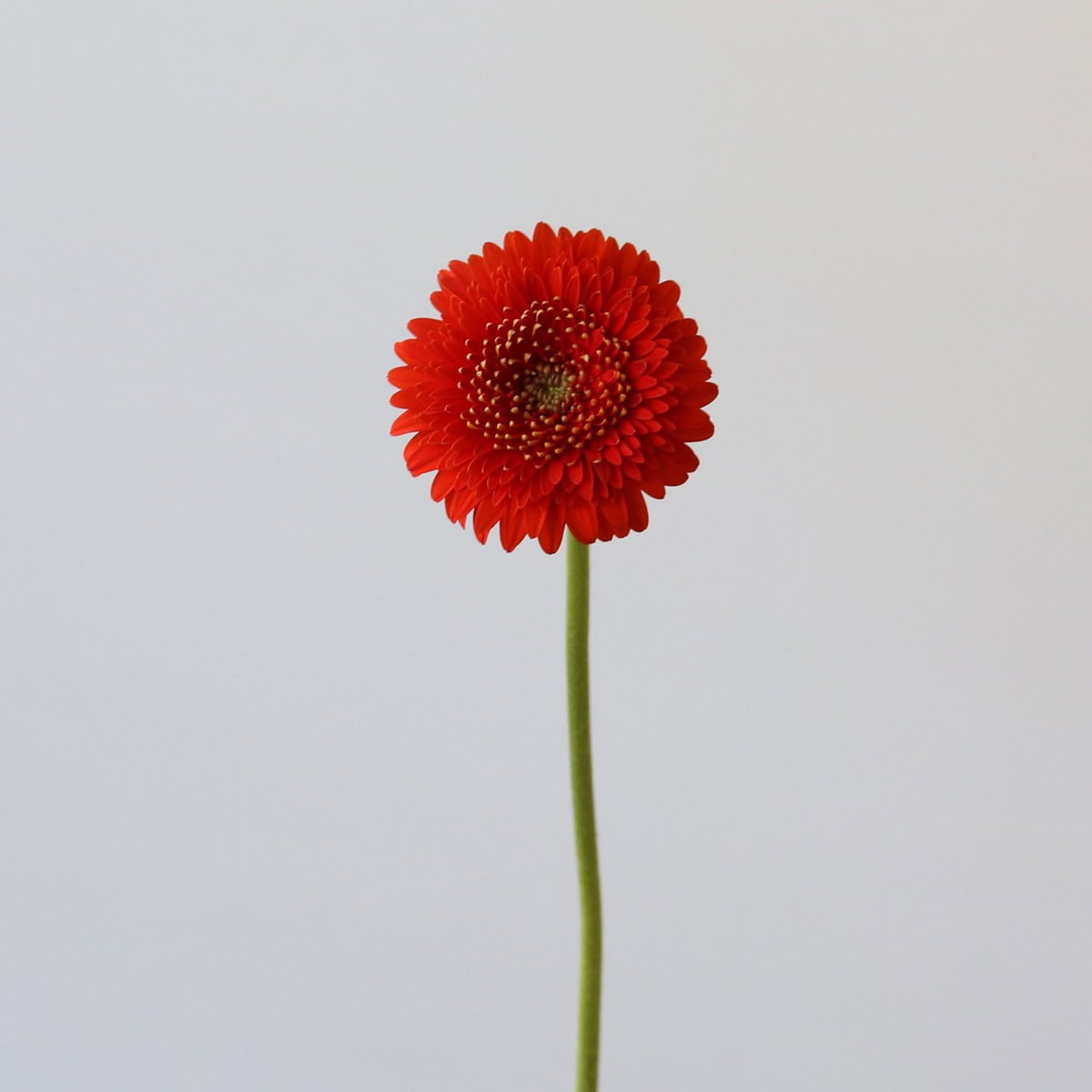 Gerpom Fozzie Orange