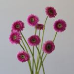 Gerpom Pluck Pink