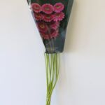 Gerpom Pluck rose