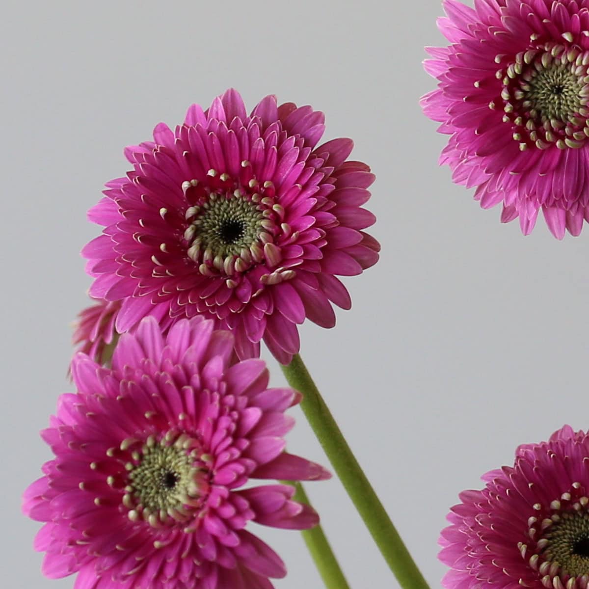 Gerpom Pluck rose