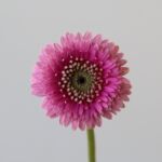 Gerpom Pluck rose