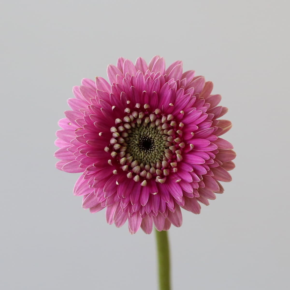 Gerpom Pluck rose