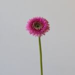 Gerpom Pluck rose