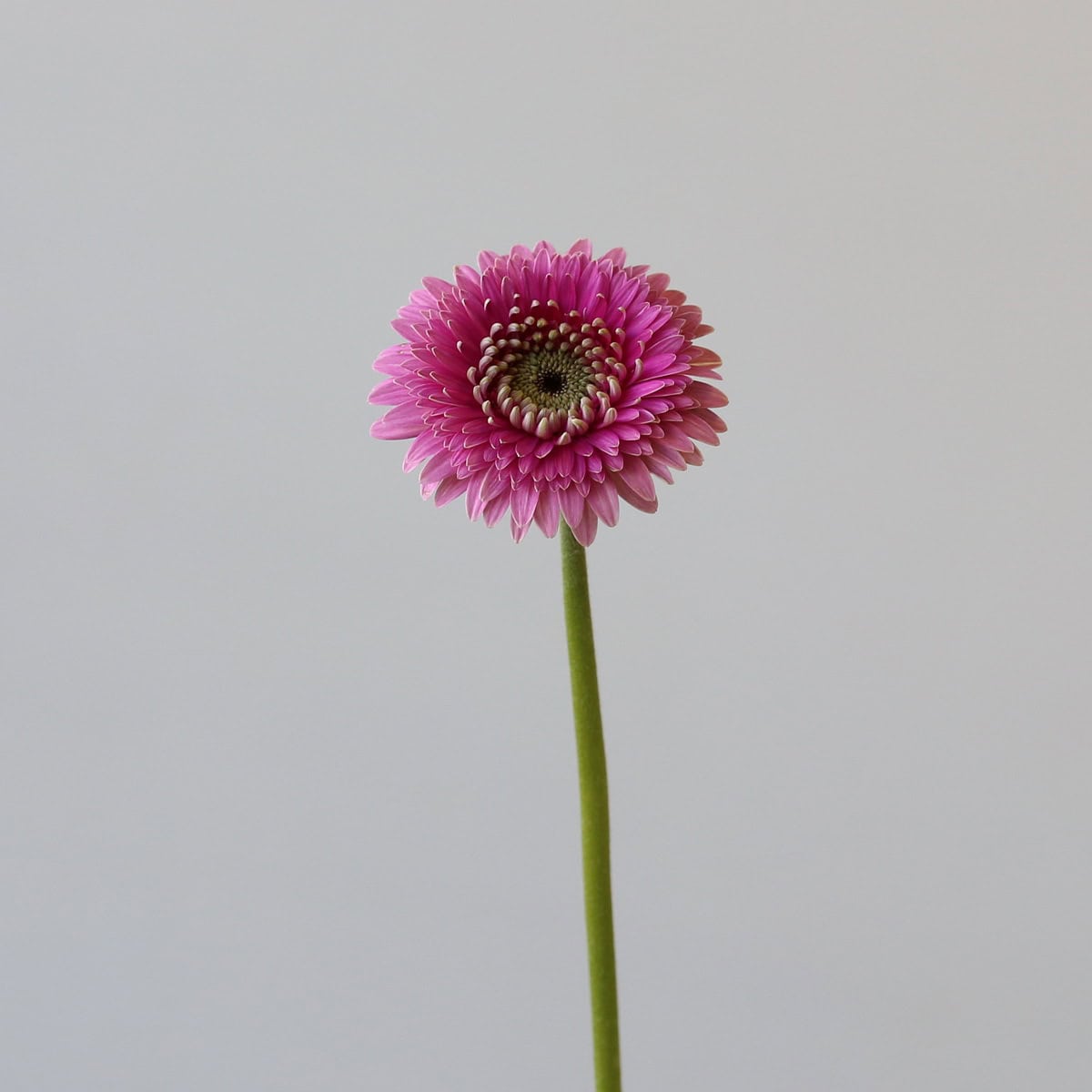 Gerpom Pluck rose